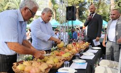 Gazipaşa Çekirdeksiz Nar ve Tropikal Meyve Festivaline Hazırlanıyor