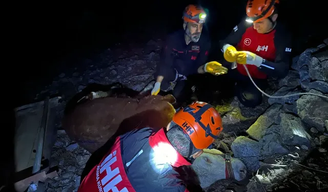 Alanya’da uçuruma yuvarlanan dana ekiplerce kurtarıldı