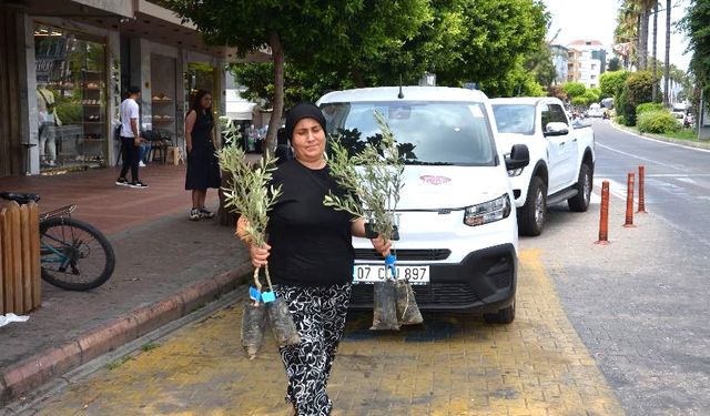 19 İlçede 2 Bin Üreticiye 40 Bin Zeytin Fidanı Dağıtılacak